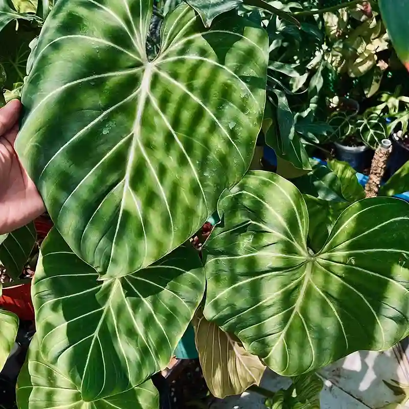 Philodendron Gloriosum