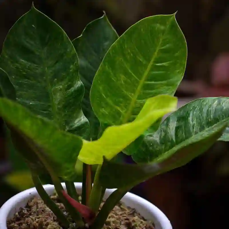 Philodendron Green Congo