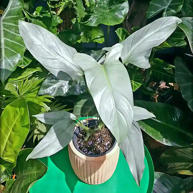 Philodendron Hastatum 2 monsteraholic.com | Monsteraholic