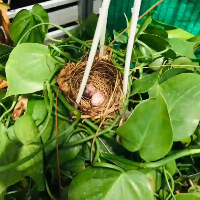 Philodendron Heartleaf