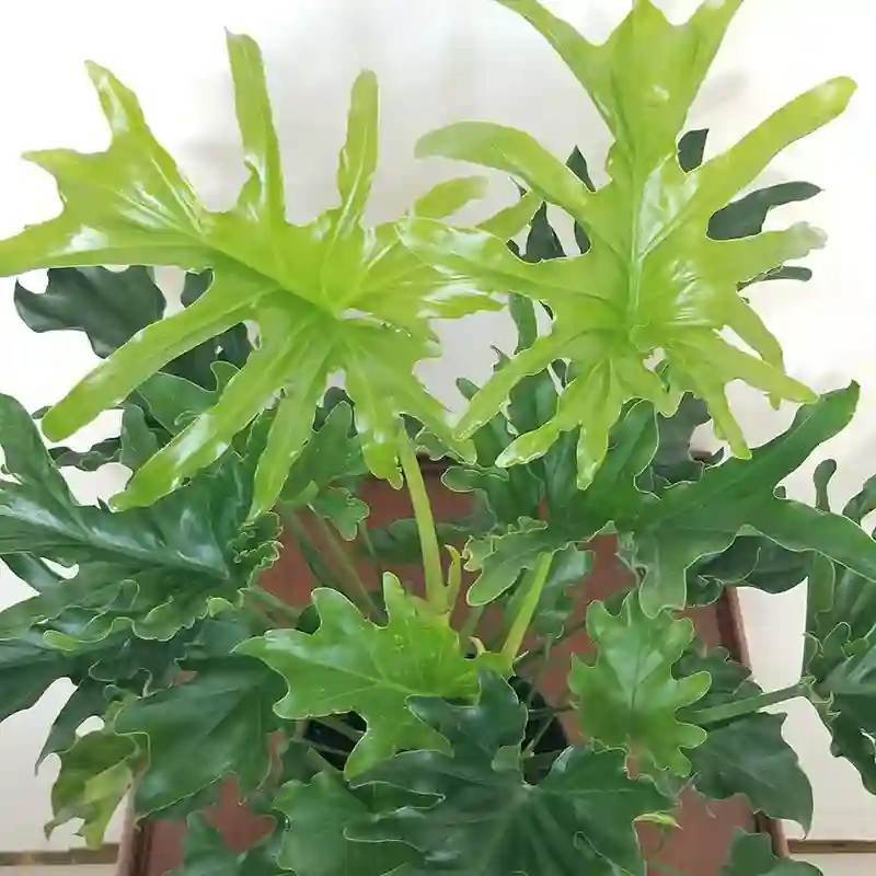 Philodendron Hope Selloum