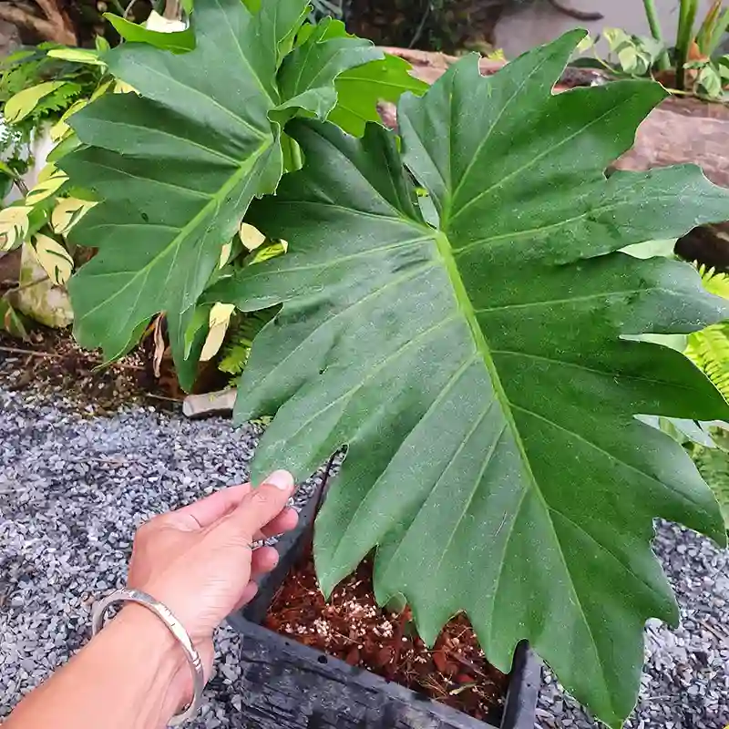 Philodendron Lacerum