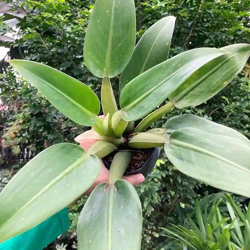 Philodendron Martianum