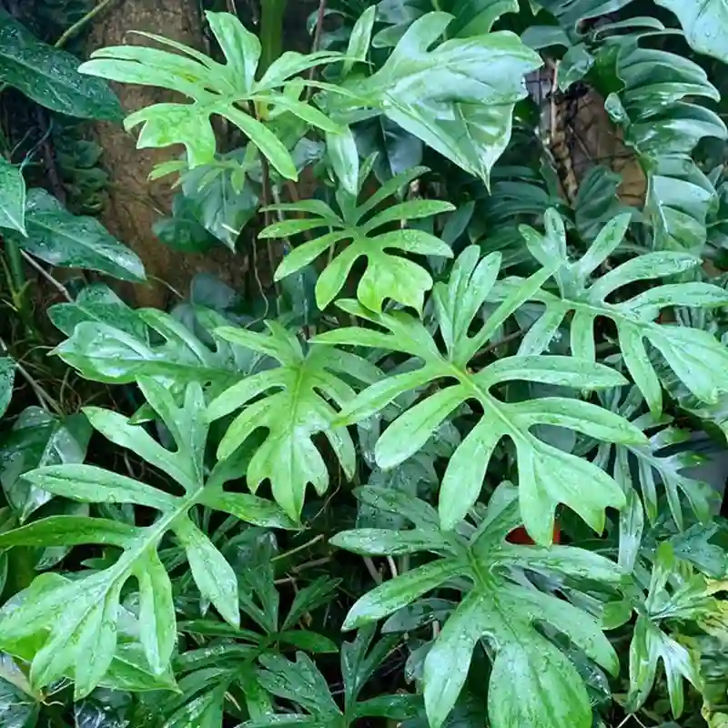 Philodendron Mayoi