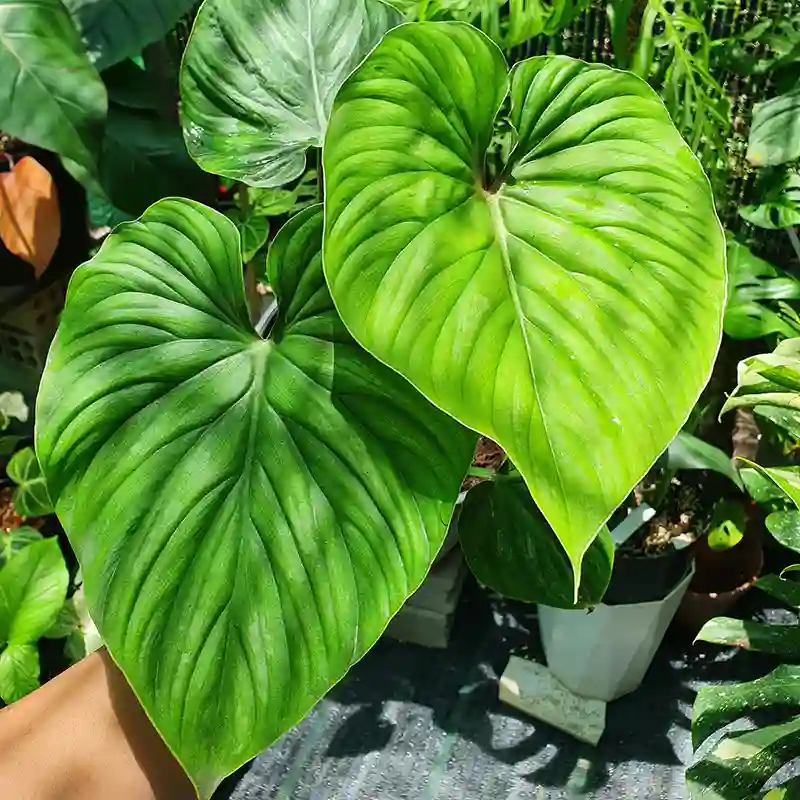 Philodendron Plowmanii