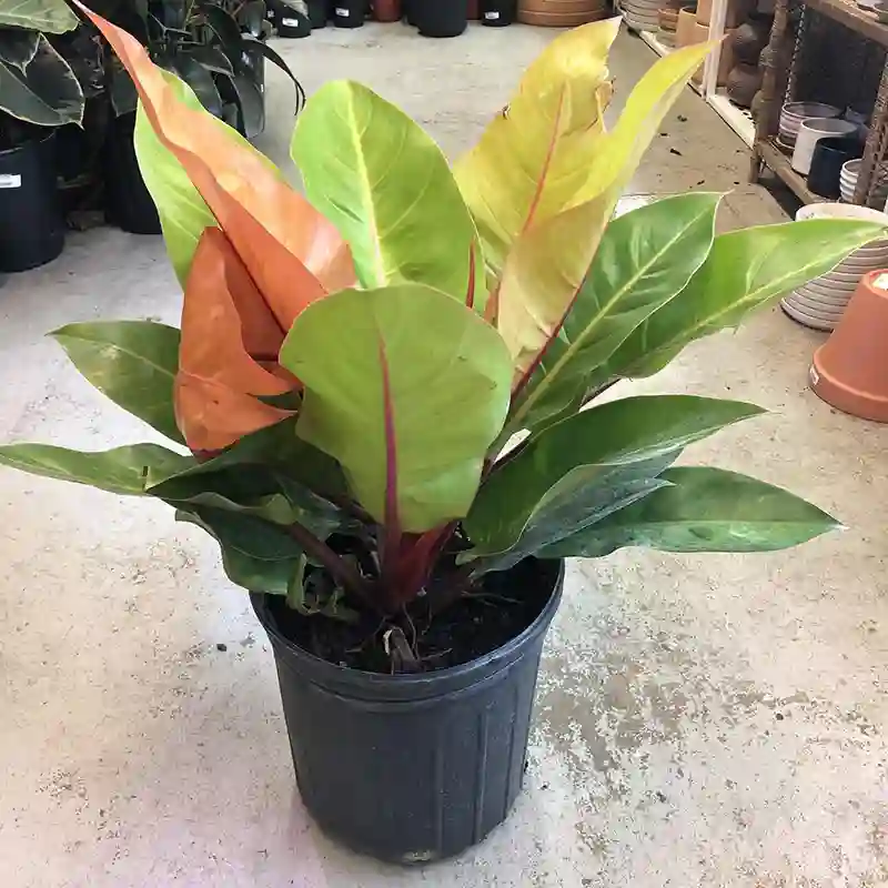 Philodendron Prince of Orange