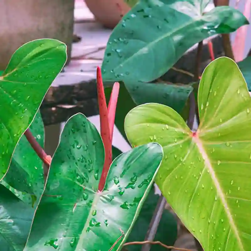 Philodendron Red Emerald