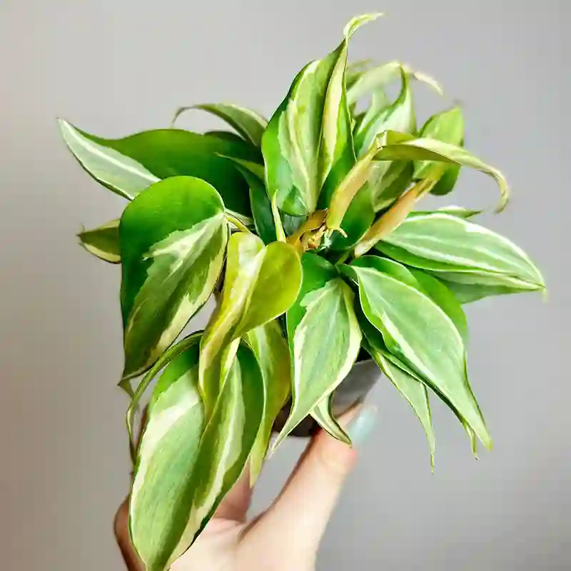 Philodendron Rio