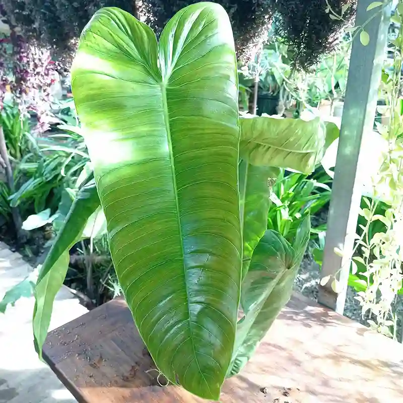 Philodendron Sharoniae