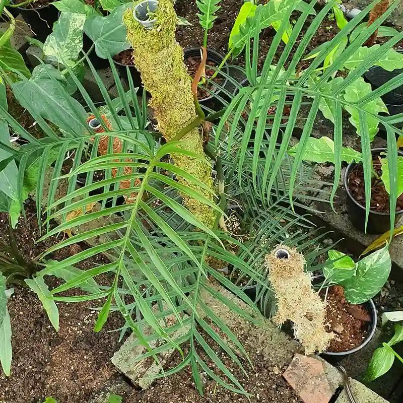 Philodendron Tortum