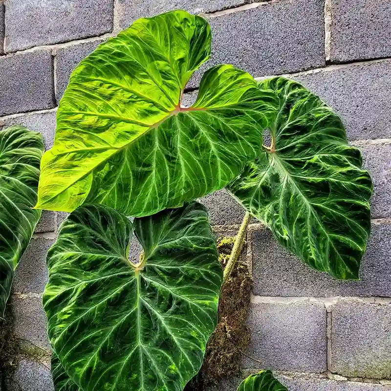 Philodendron Verrucosum