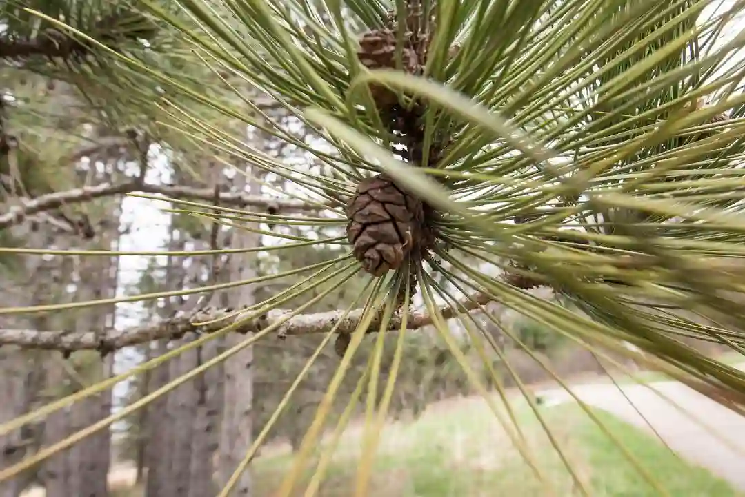 Plant FAQs Pine Tree