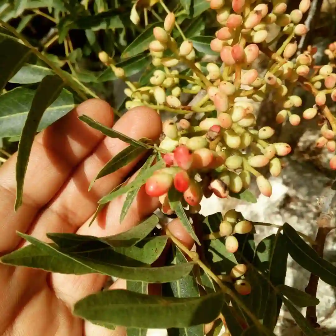 Plant FAQs Pistachio