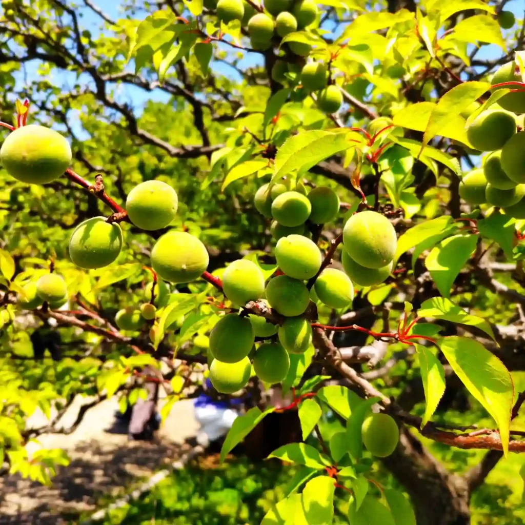 Plum Tree