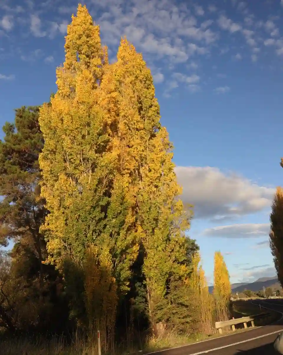 Plant FAQs Poplar Tree