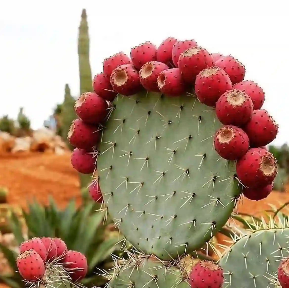 Prickly Pear