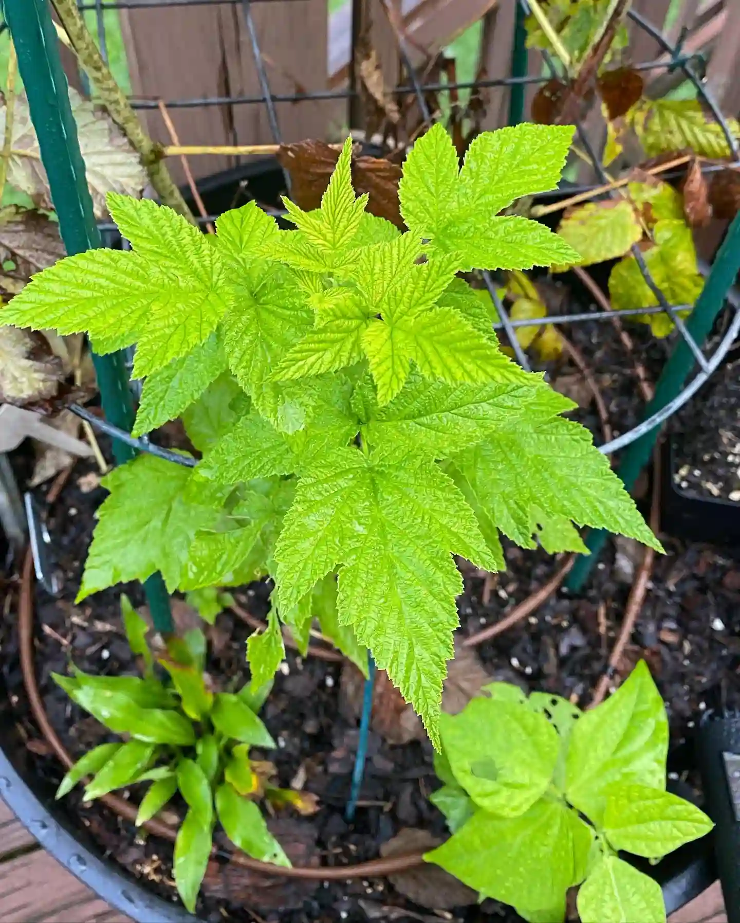 Plant FAQs: Raspberry - Rubus Idaeus