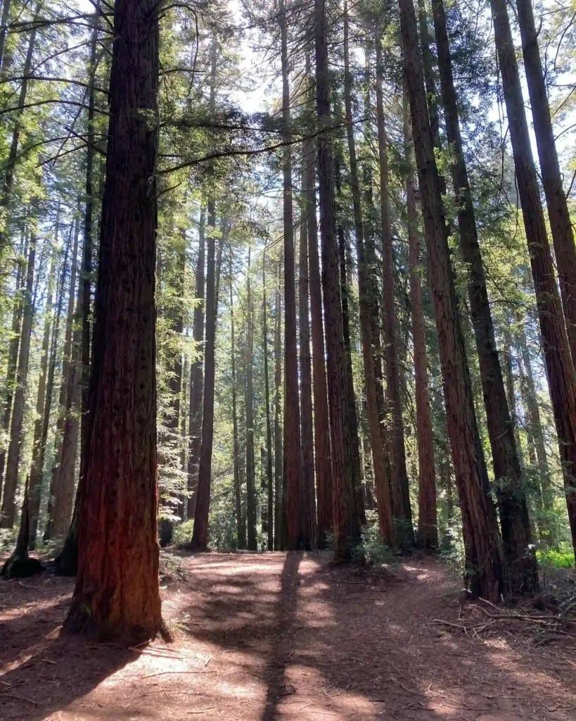 Redwood Tree