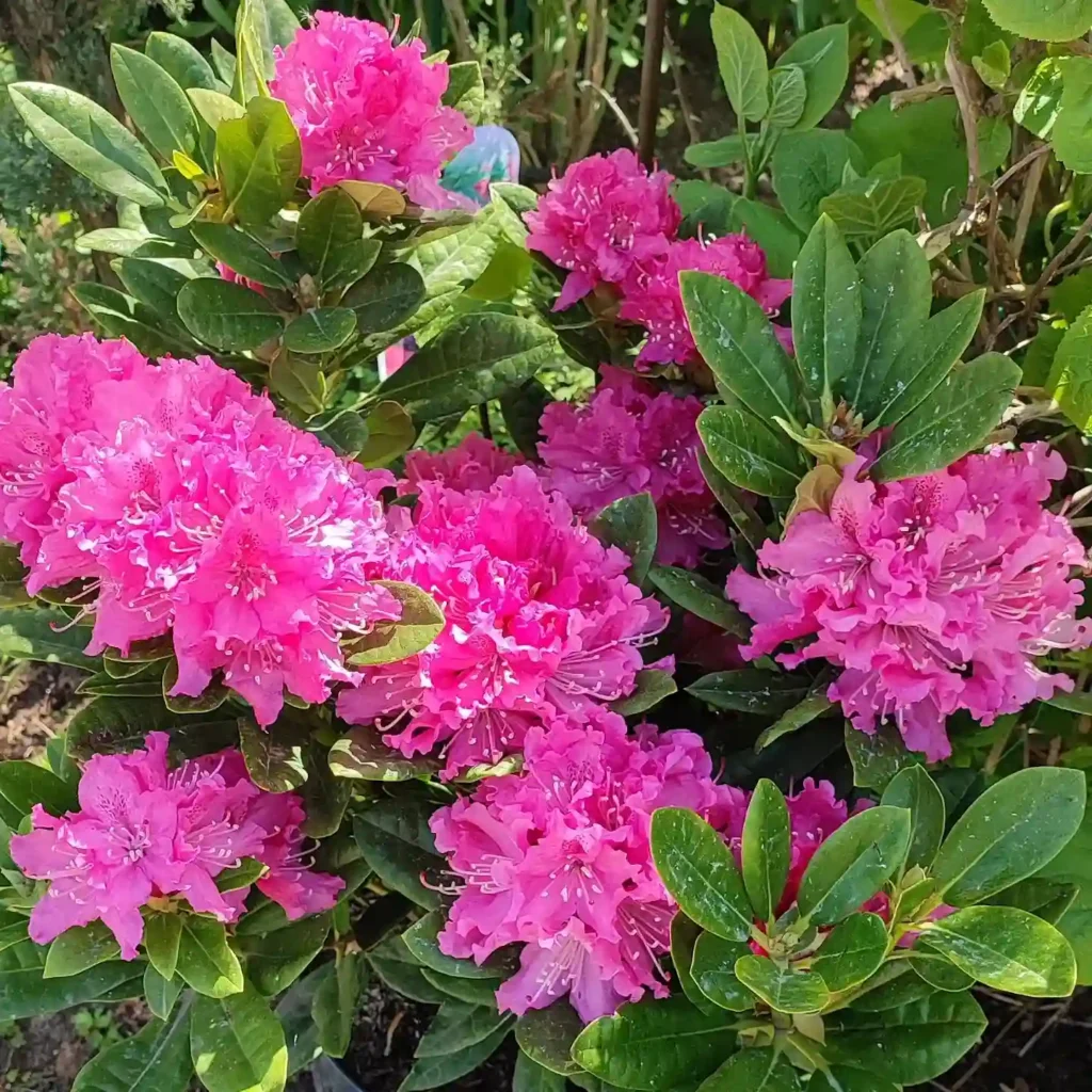 Rhododendron