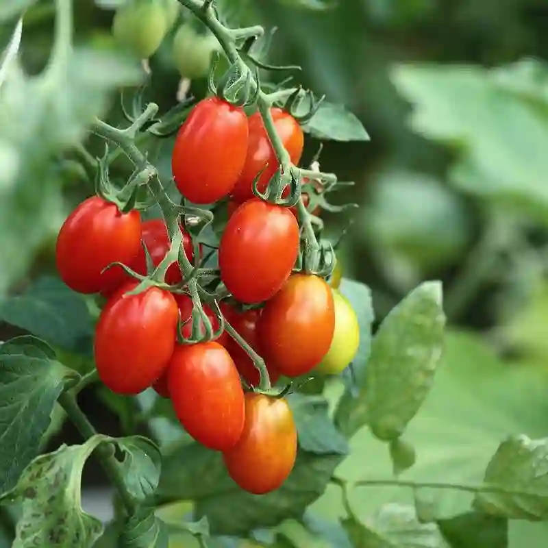 Plant FAQs: Roma Tomato