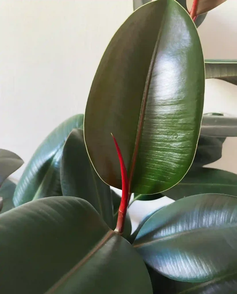 Rubber Plant