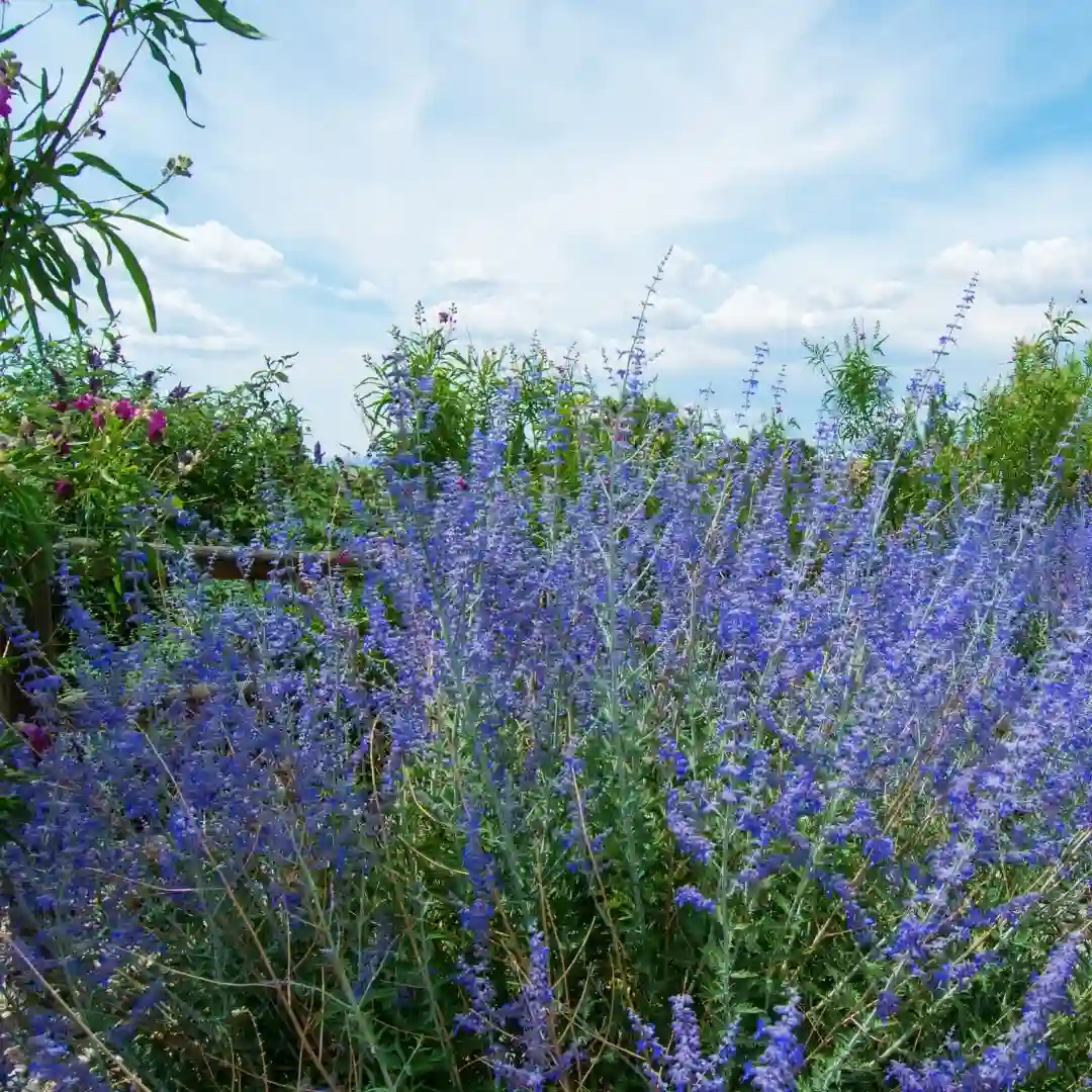 Stunning Is Russian Sage Edible Pictures