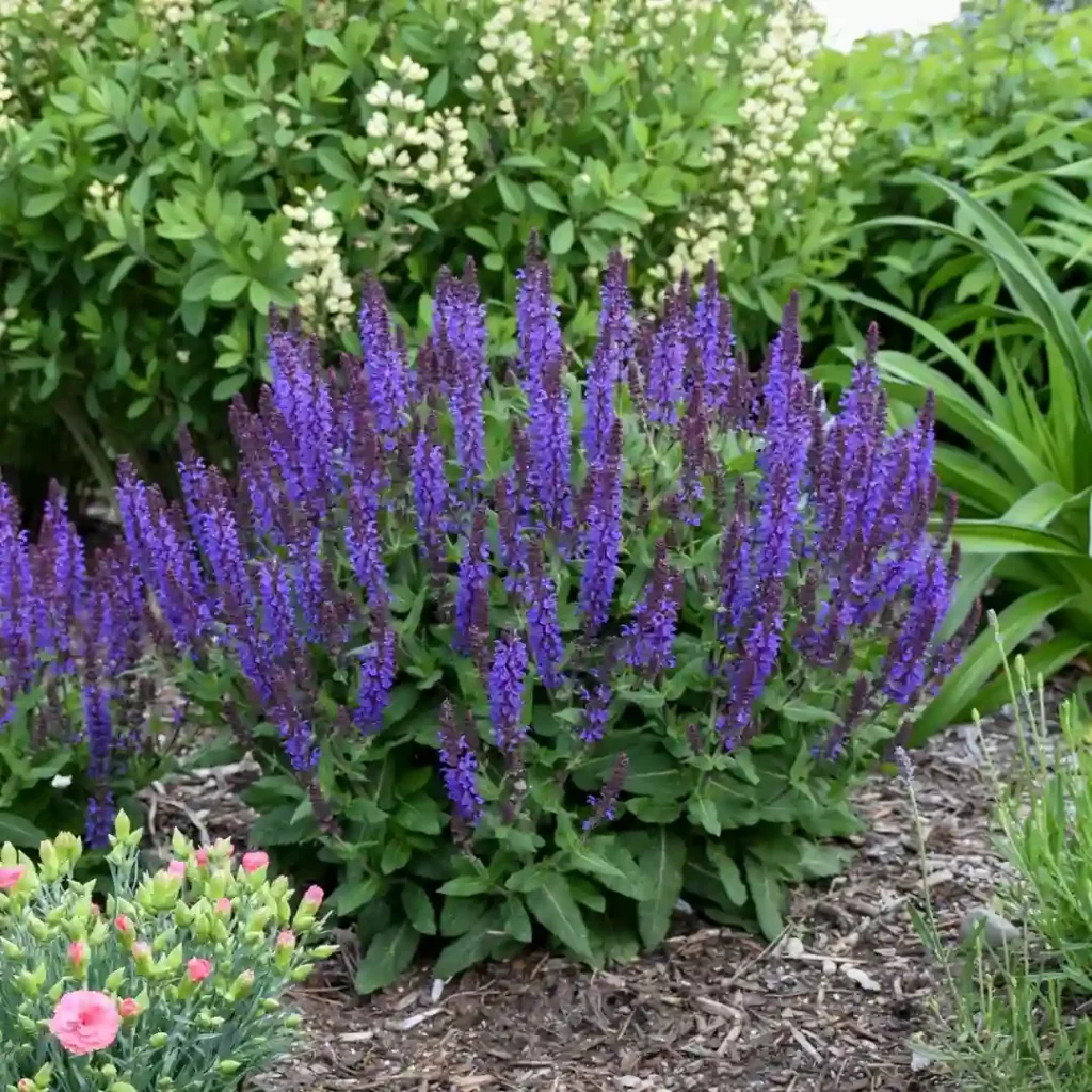 Salvia