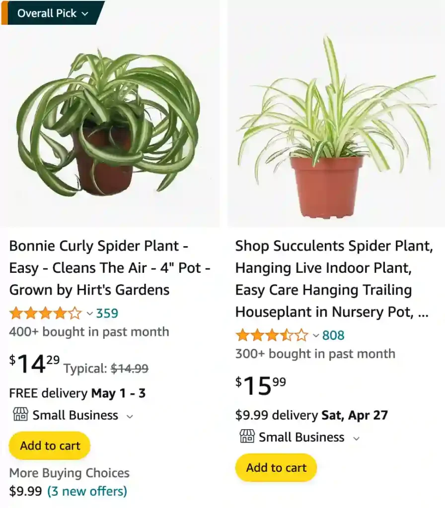 Spider Plant | Monsteraholic