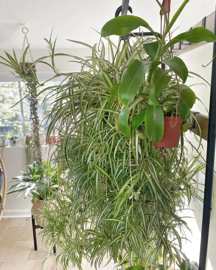 Spider Plant