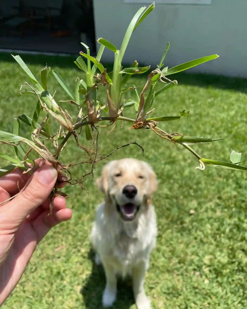 St. Augustine grass