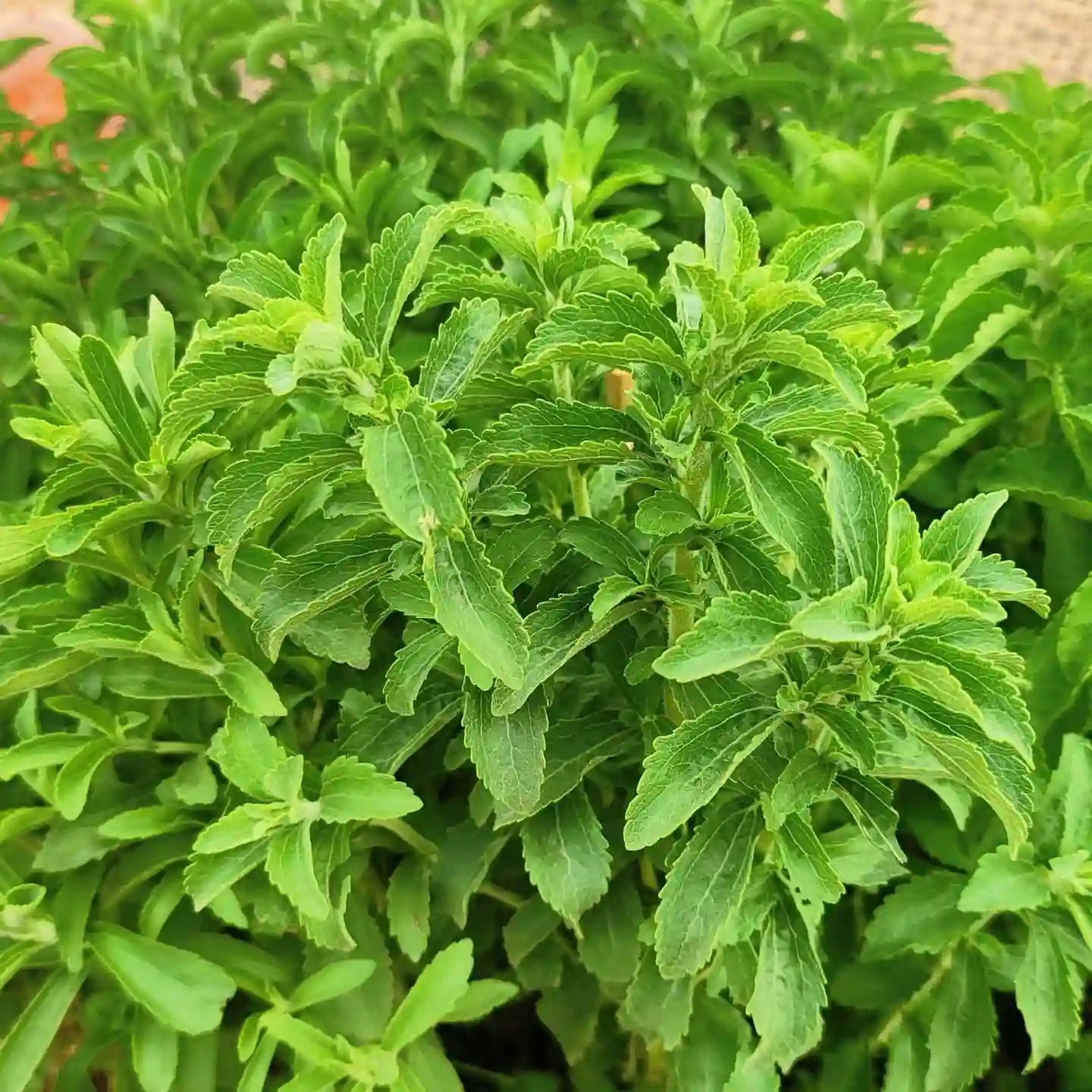 Stevia Plant