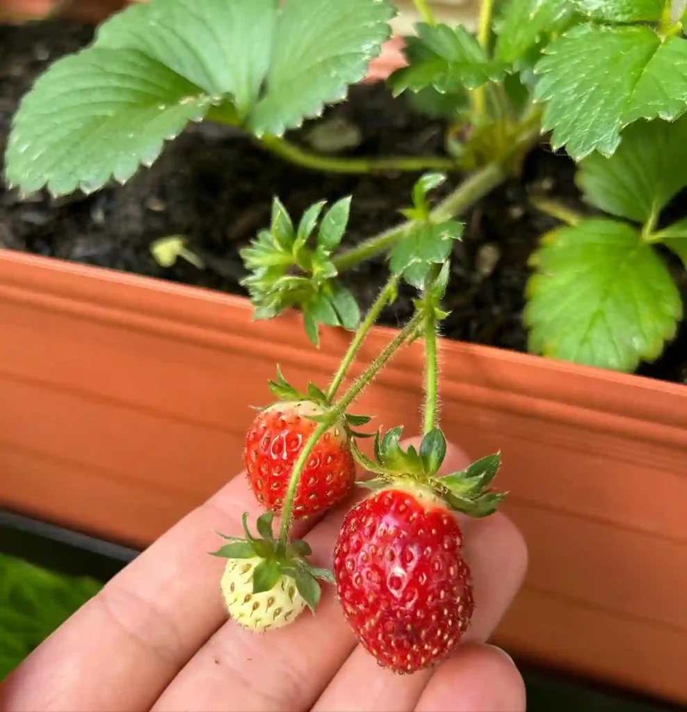 Strawberry