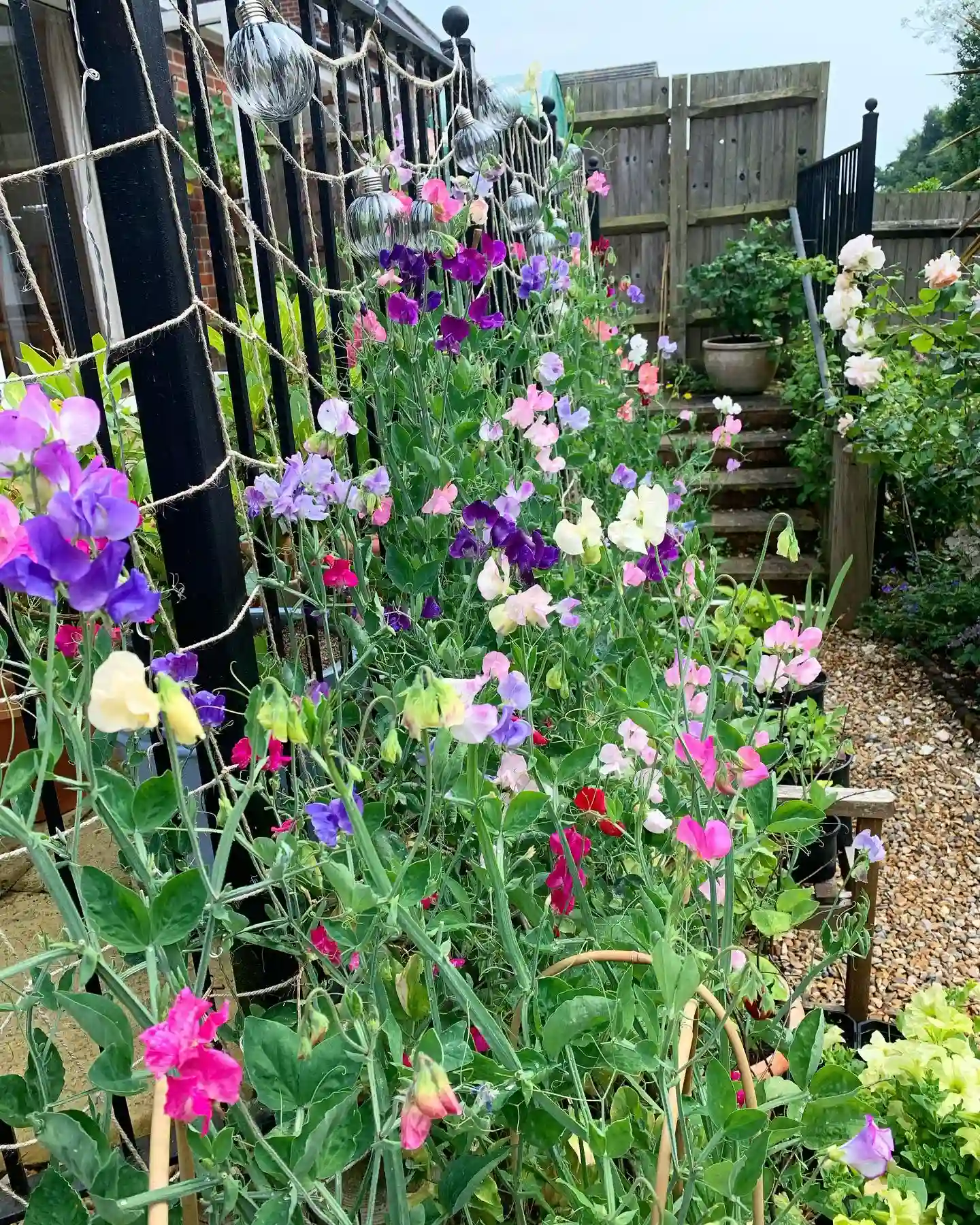 Plant FAQs Sweet Peas