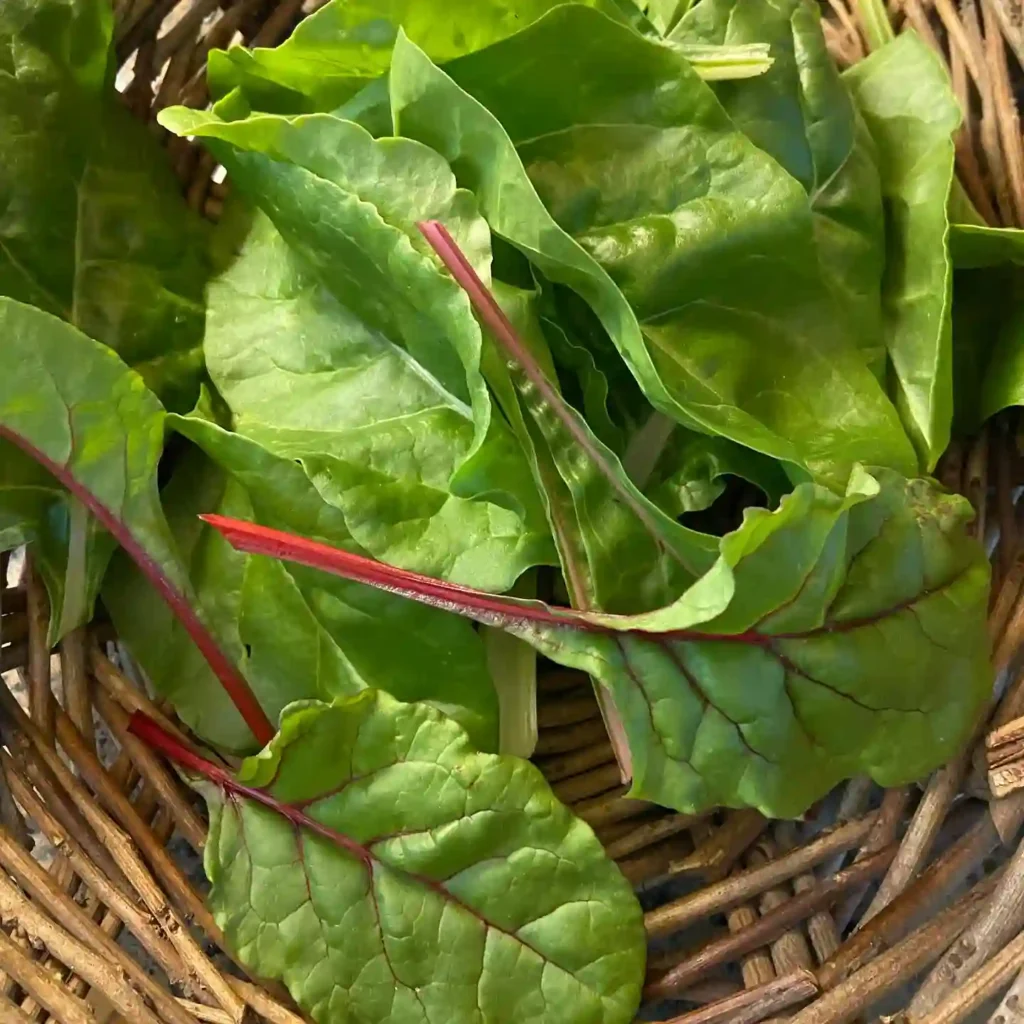 Swiss Chard