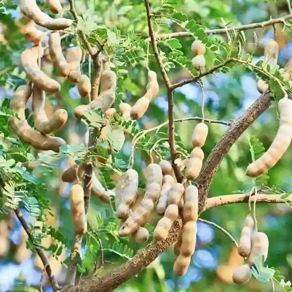 Tamarind