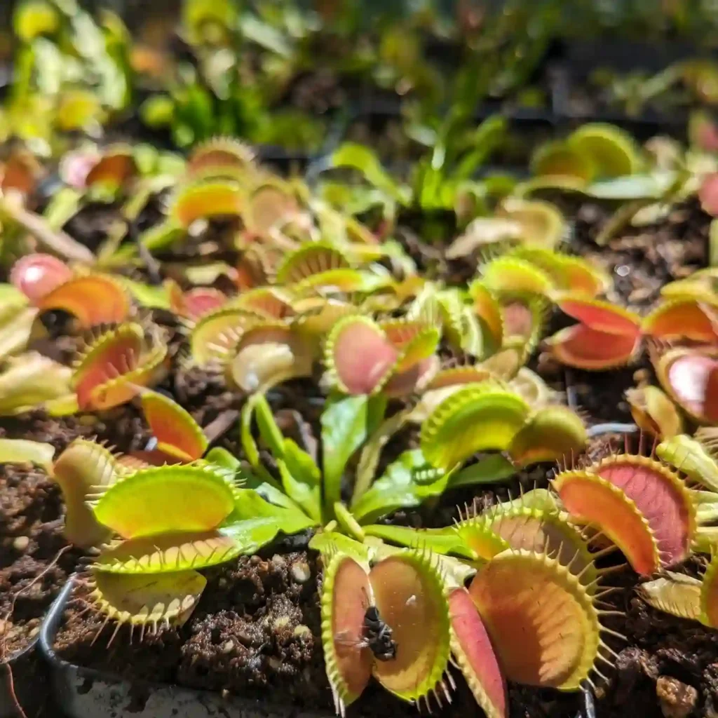 Venus Fly Trap