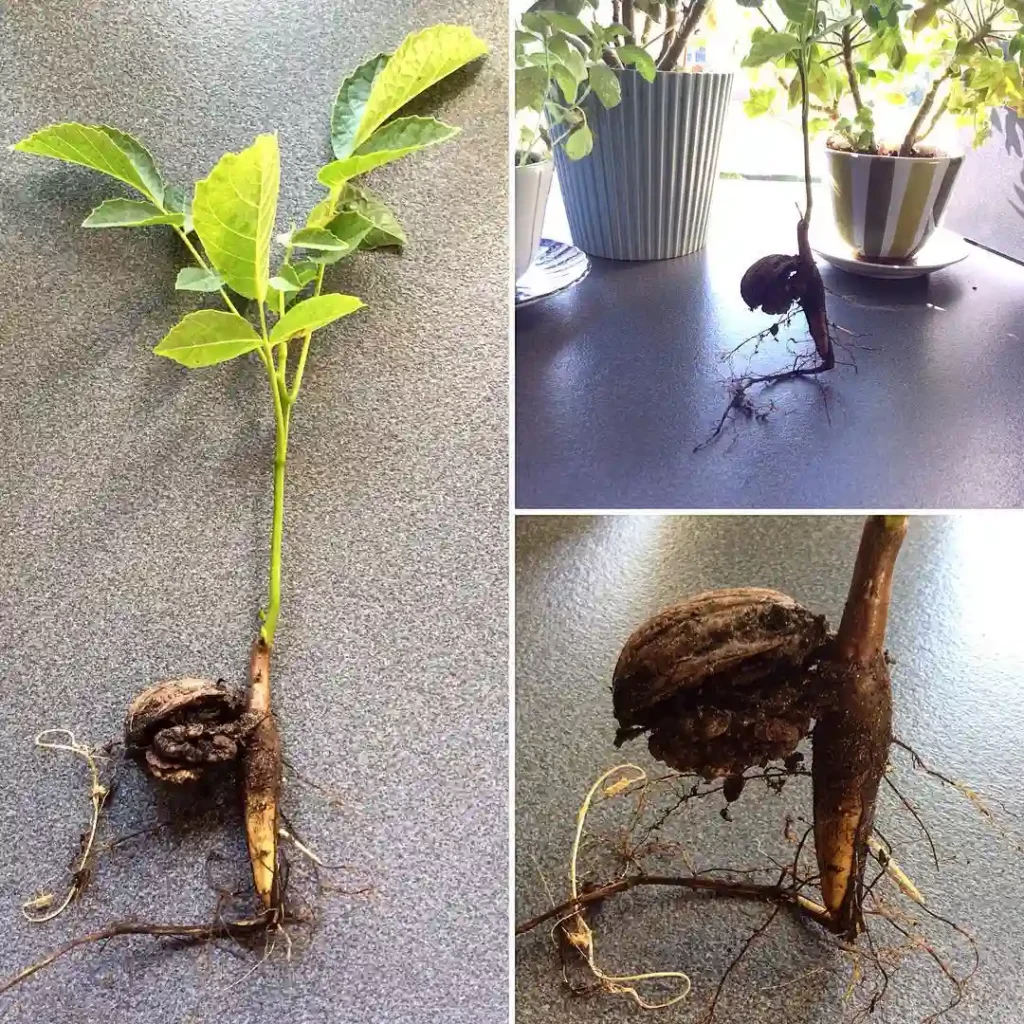 Plant FAQs: Walnut