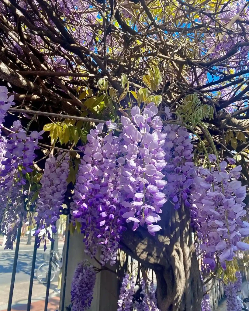 Wisteria