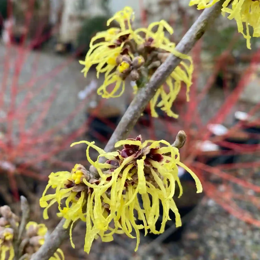 Witch Hazel