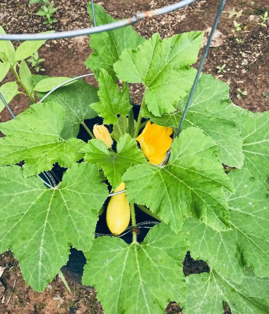 Yellow Squash