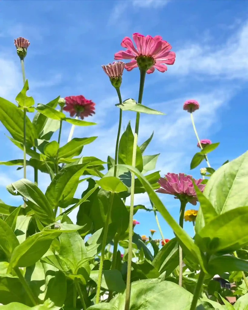 Zinnia