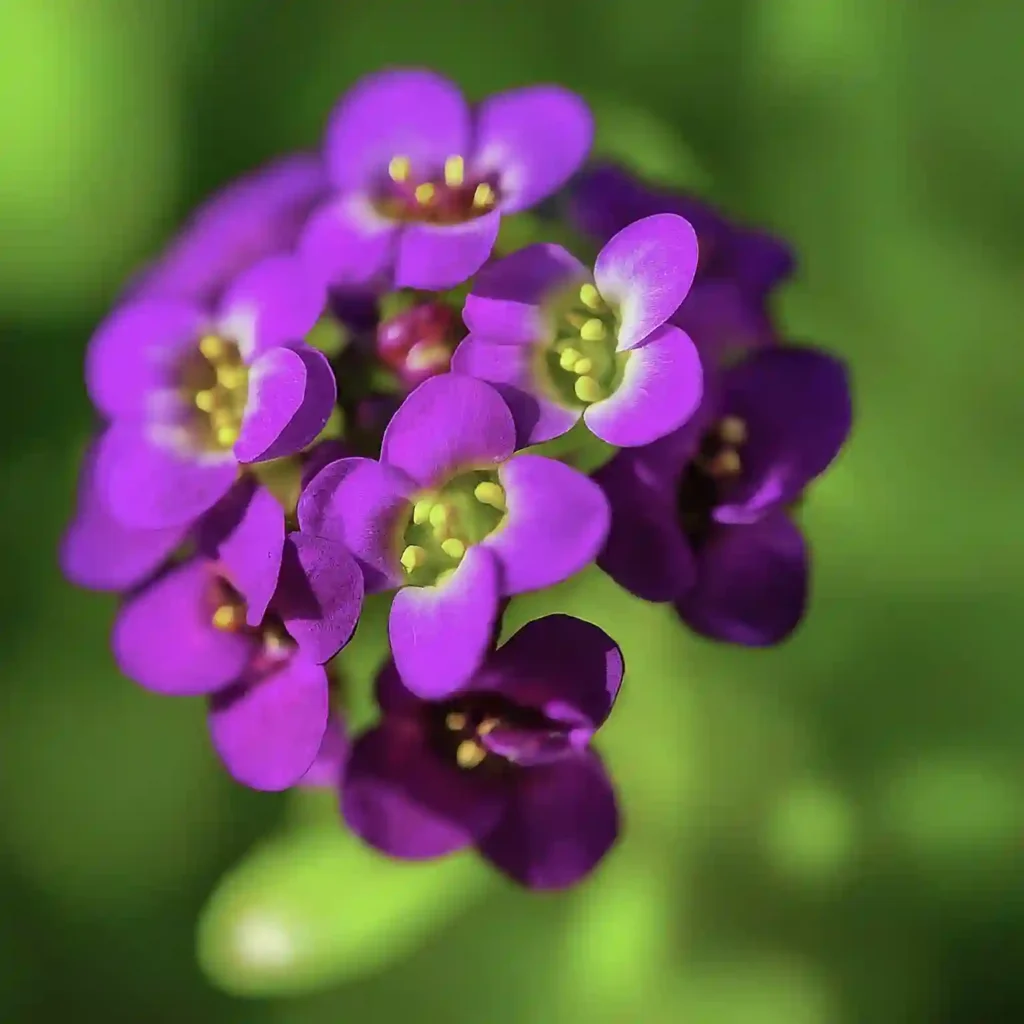 Alyssum