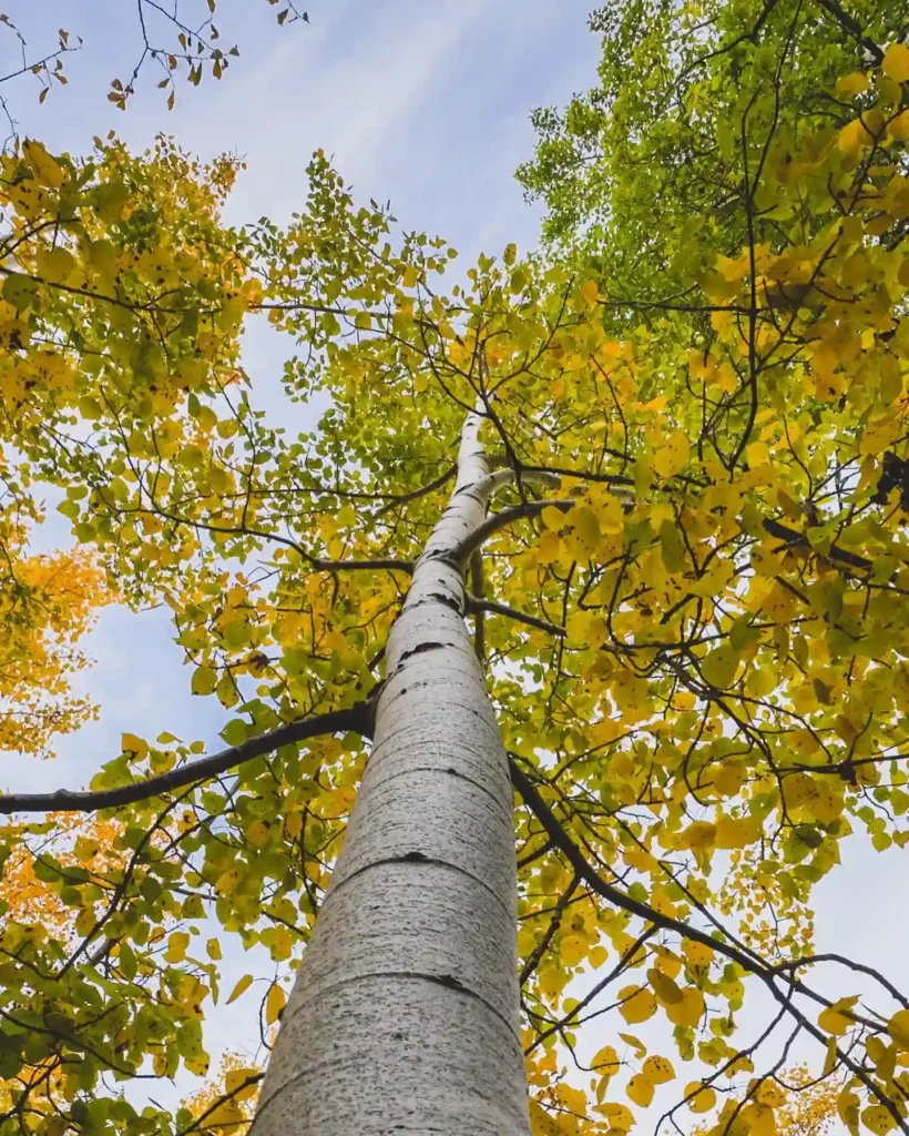 Aspen Tree