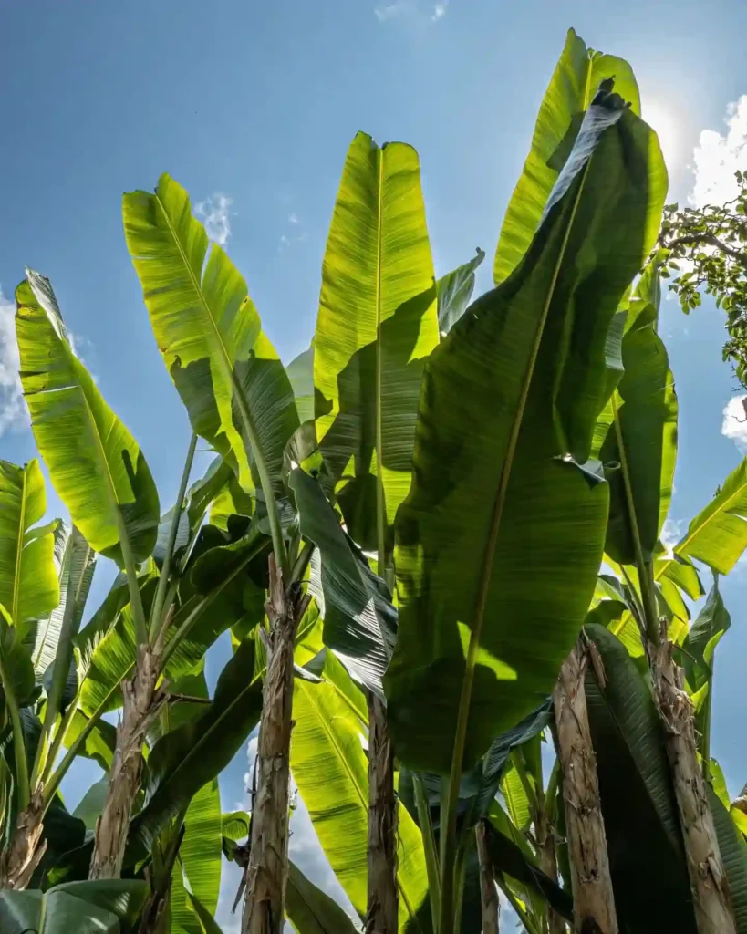 Banana tree