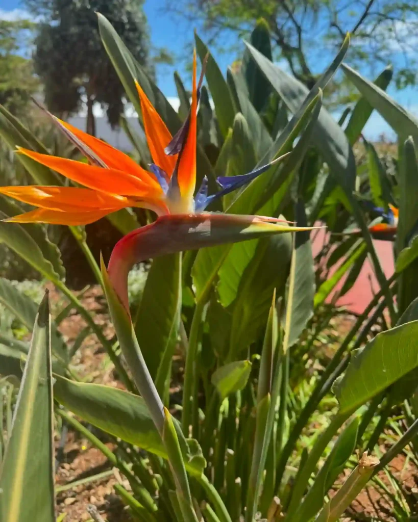 Bird of Paradise