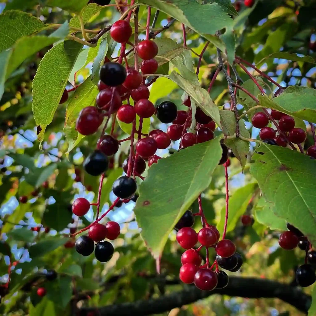 Plant FAQs: Yellow Dogwood Shrub