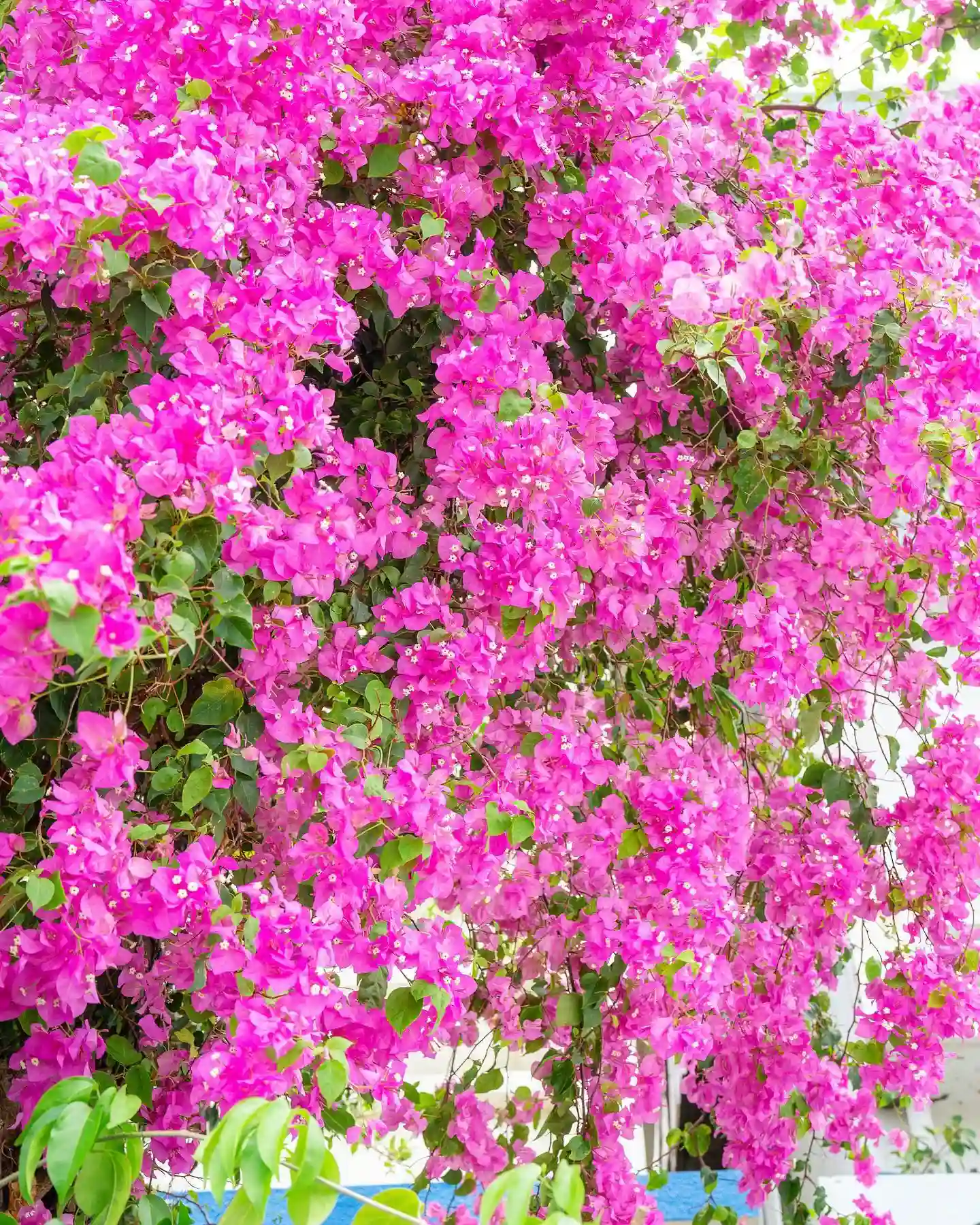 Plant FAQs Bougainvillea