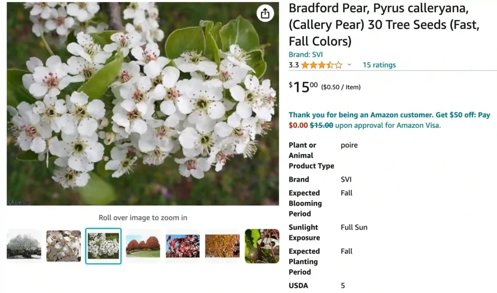 Bradford Pear | Monsteraholic