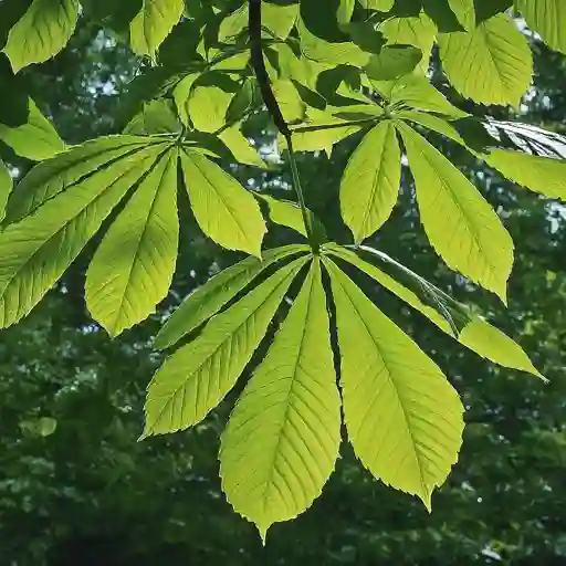 Buckeye Tree