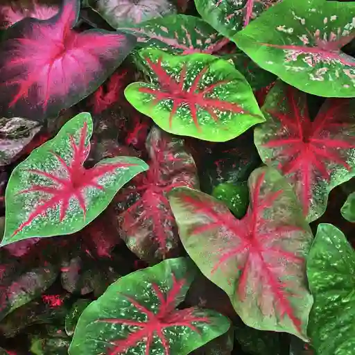 Caladium